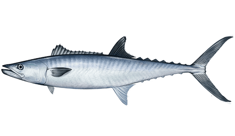 How To Catch King Mackerel on Fly Tackle