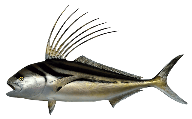 rooster fish on a fly